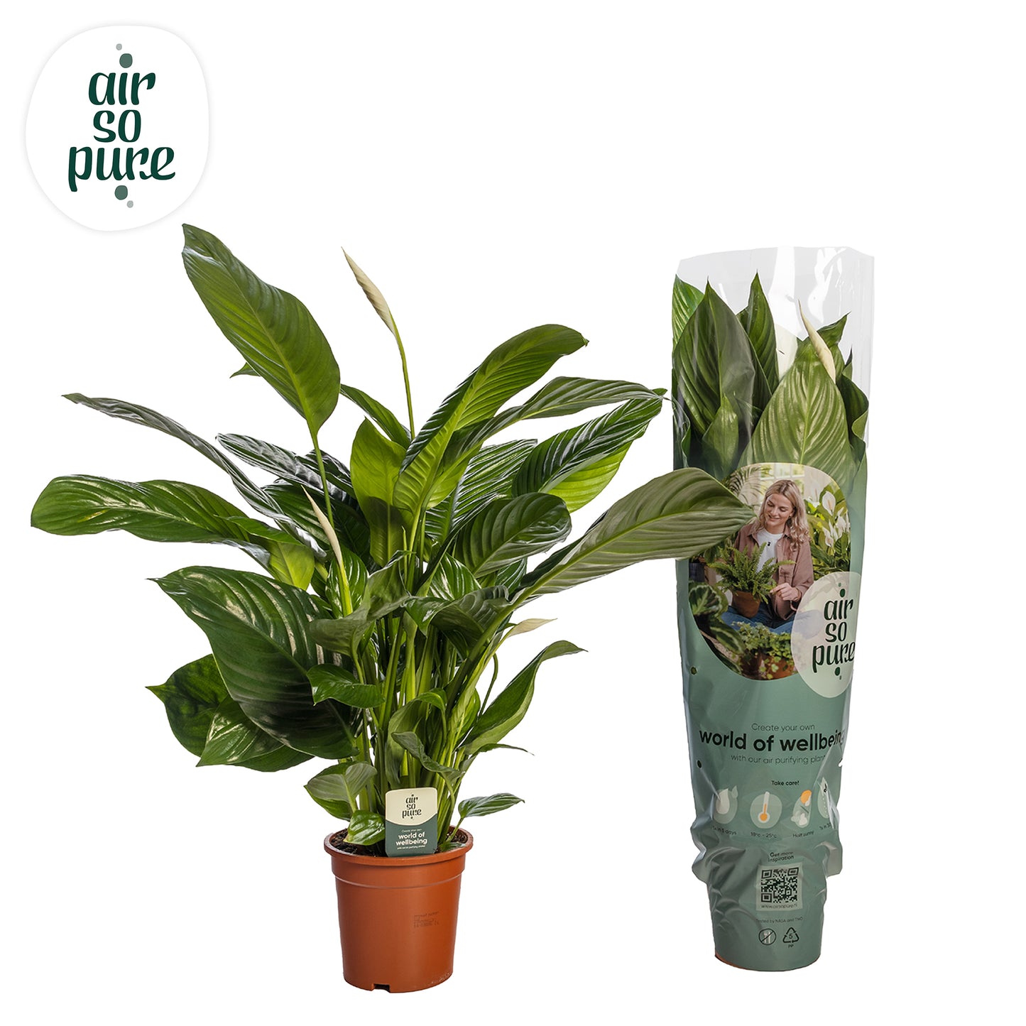 Spathiphyllum Sweet Isabella 80cm 19cm Pot