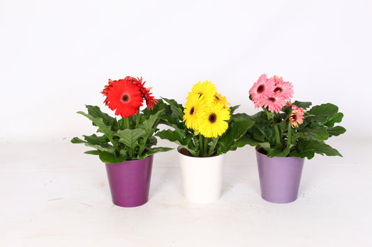Gerbera mix 20cm 12cm Pot
