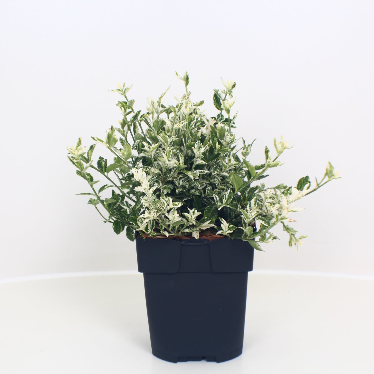 Euonymus Harlequin 40cm 17cm Pot