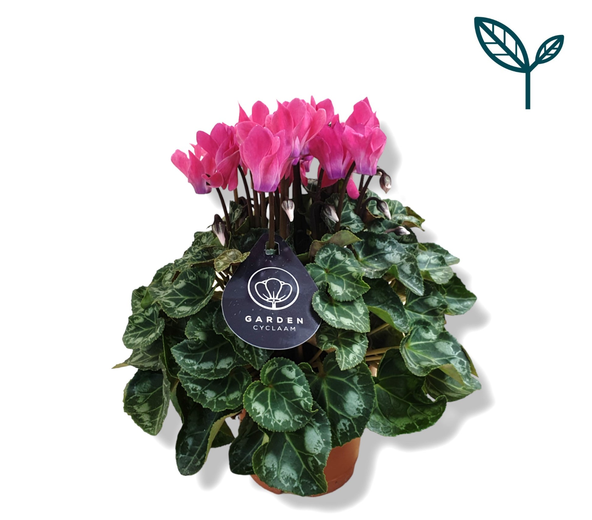Bergcamp, kwekerij Cyclamen Garden light pink Pack of 8