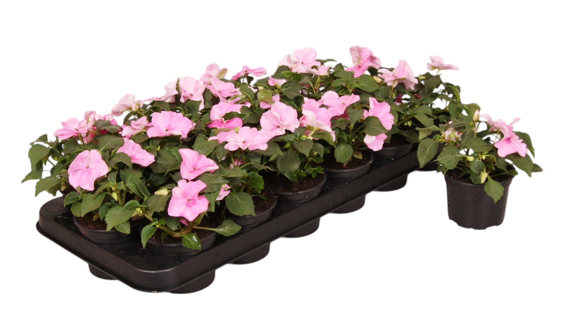 Impatiens wal. 15cm 9cm Pot