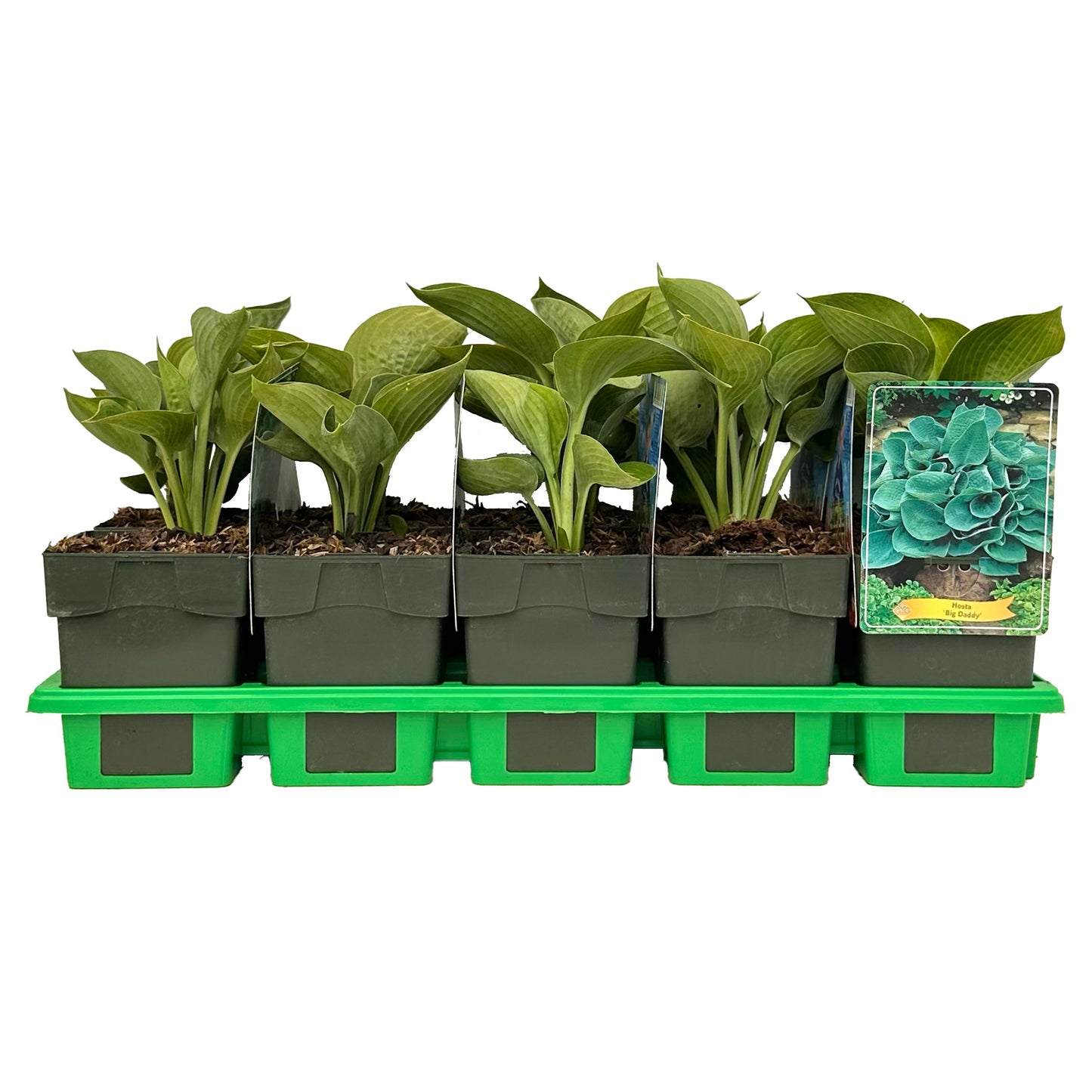 Hosta Big Daddy 25cm 11cm Pot