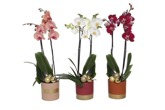 Phalaenopsis arrangement 55cm 12cm Pot