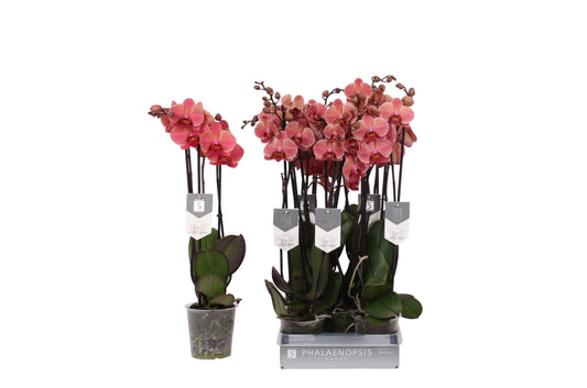 Vijverberg BV, kw. Piet Phalaenopsis Narbonne Pack of 10