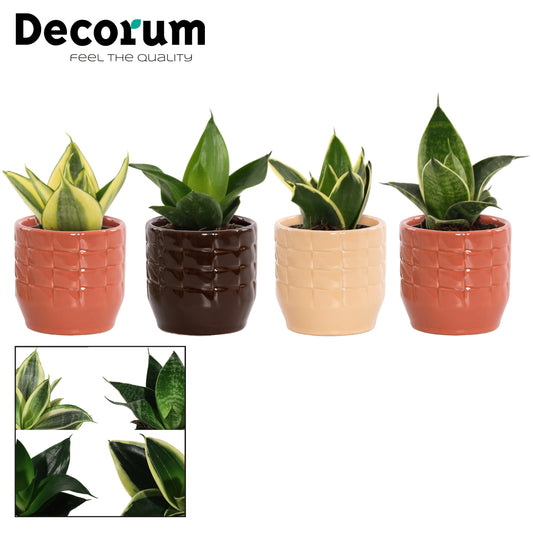 Sansevieria Hahnii 14cm 6cm Pot