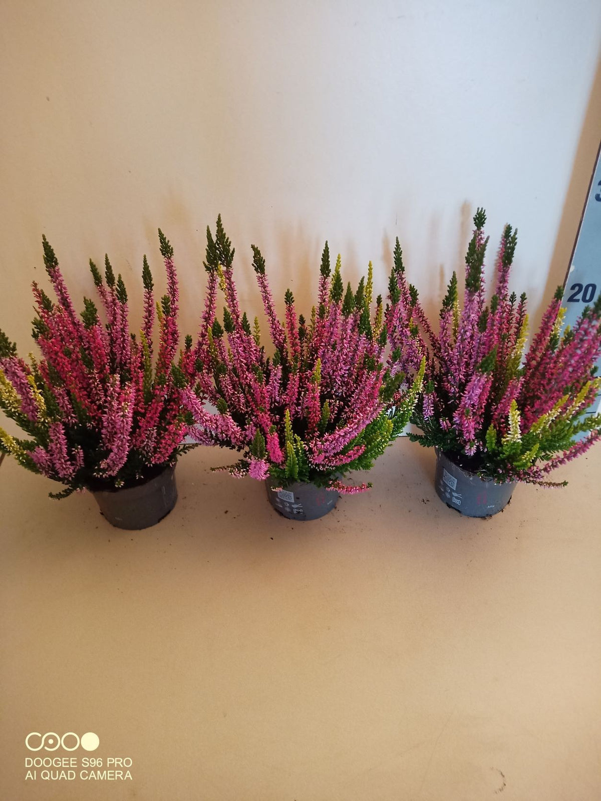 Calluna Beauty Ladies Milca trio 20cm 10.5cm Pot