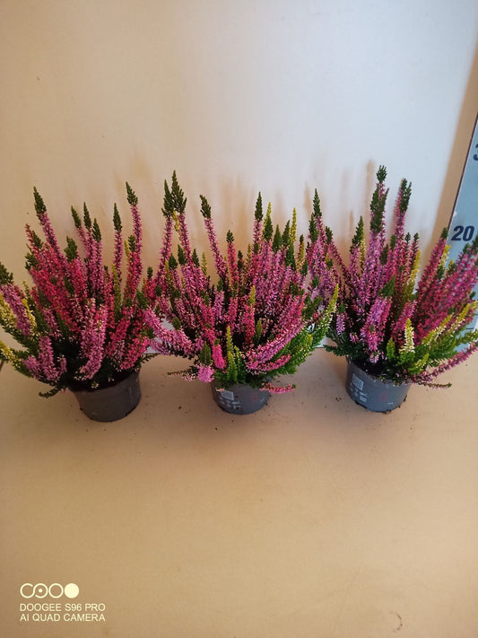 Calluna Beauty Ladies Milca trio 20cm 10.5cm Pot