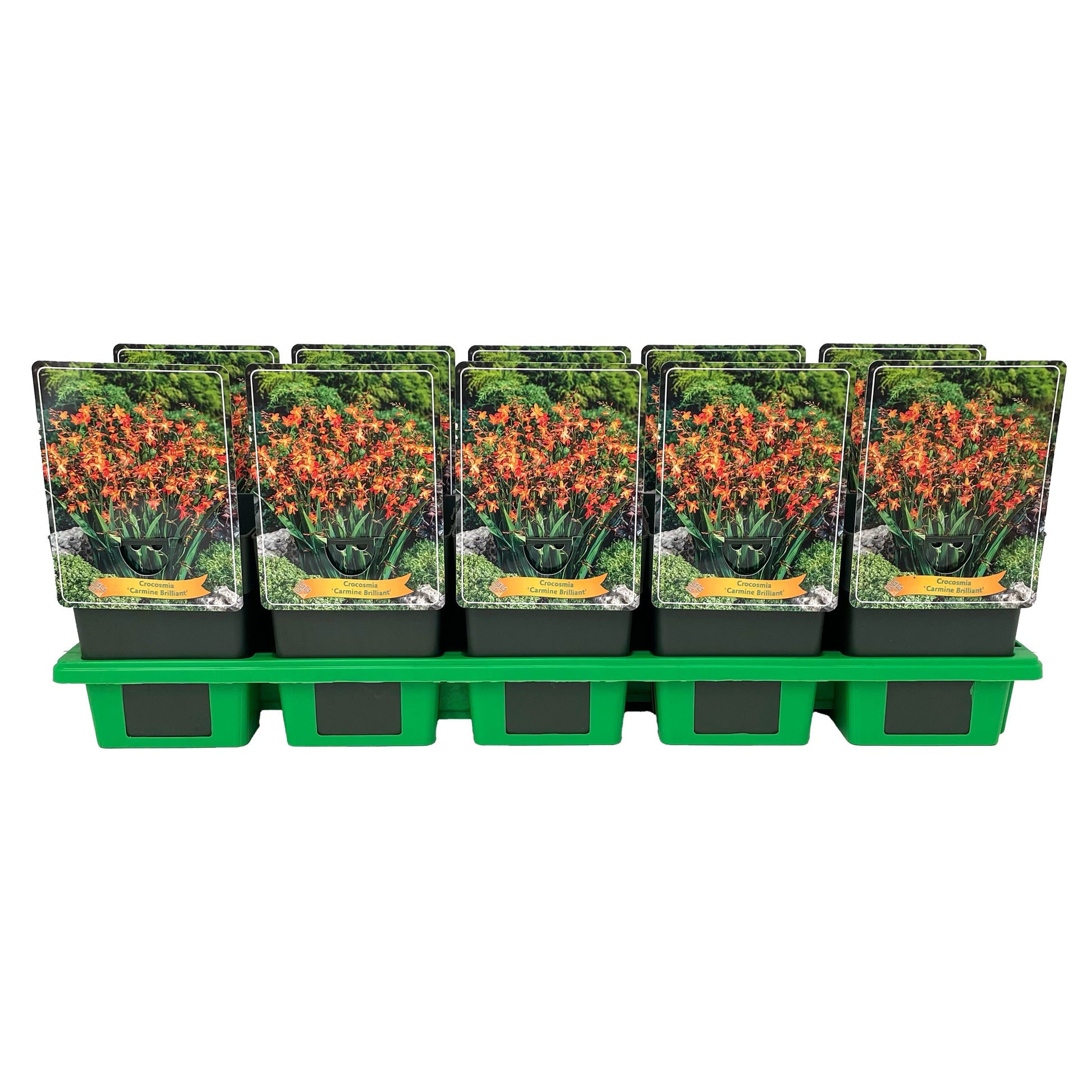 Gebr. Griffioen Crocosmia Carmine Brilliant Pack of 10