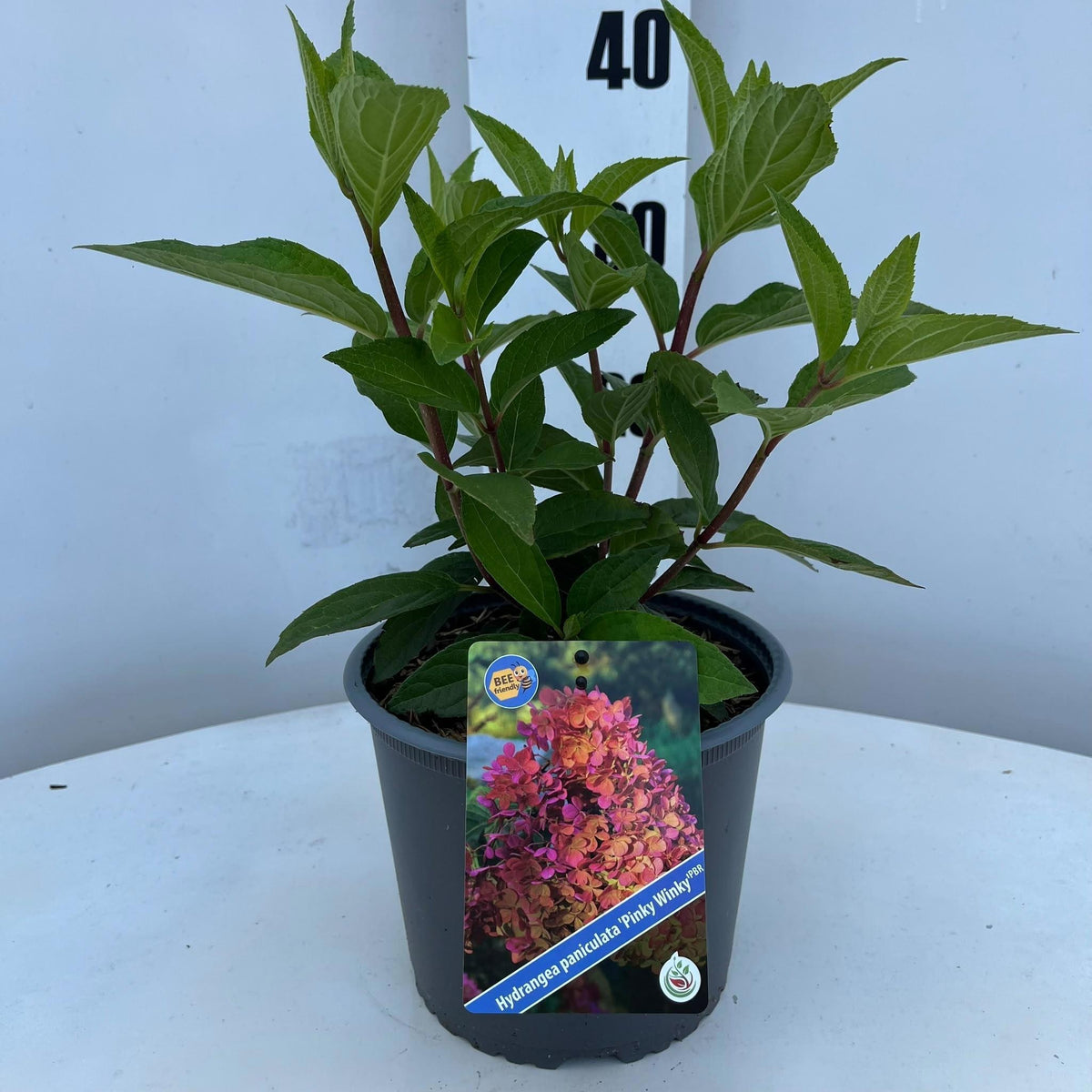 Hydrangea paniculata 40cm 19cm Pot