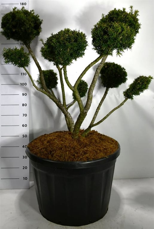 Taxus med. Farmen 170cm 80cm Pot