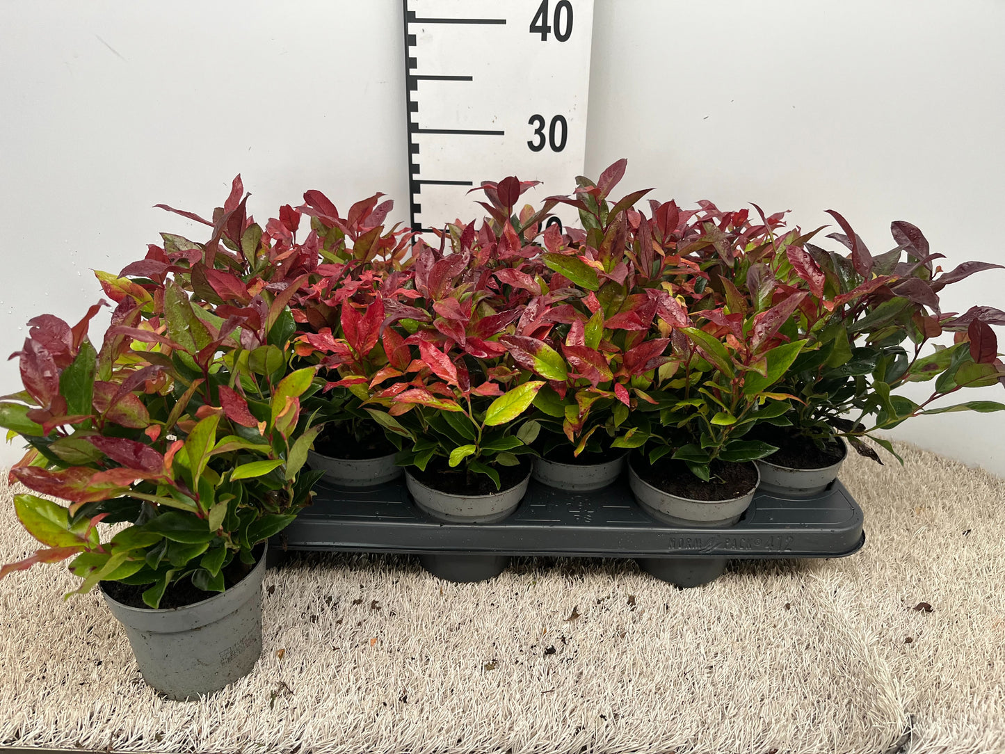 Vandaflowers BVBA Leucothoe Zeblid Pack of 15