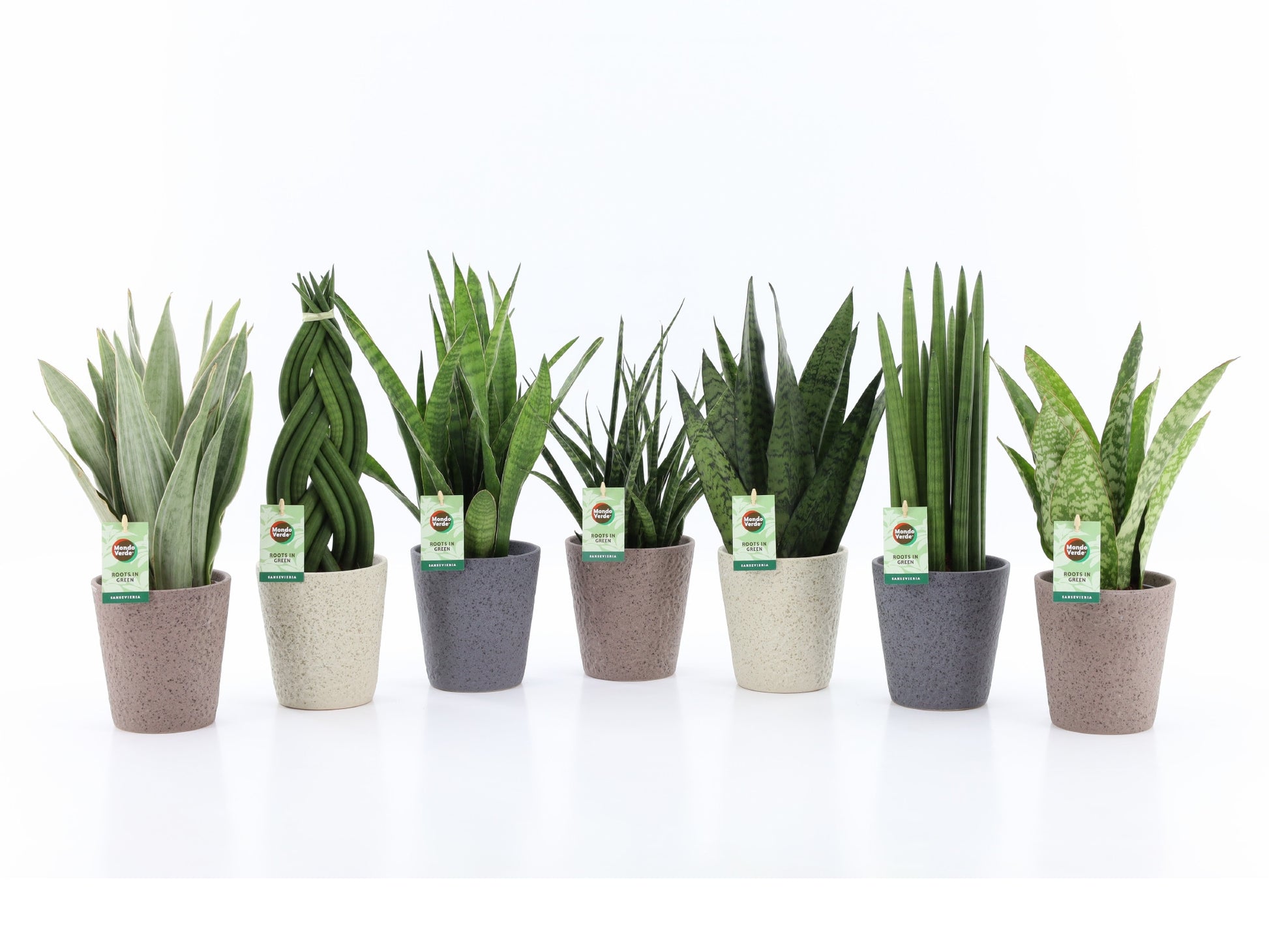 Foliage houseplants mix 35cm 13cm Pot