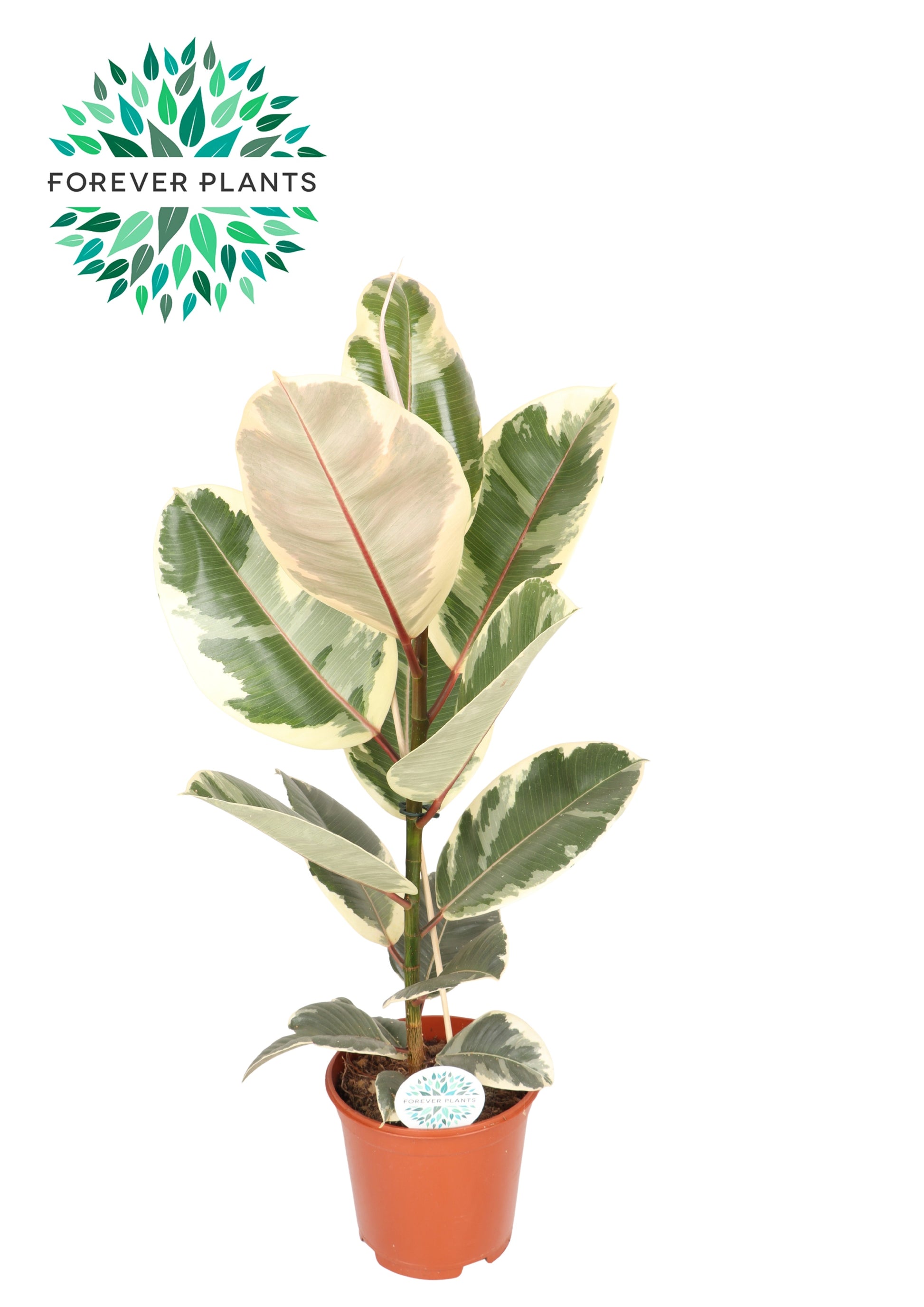 Ficus Tineke 85cm 21cm Pot