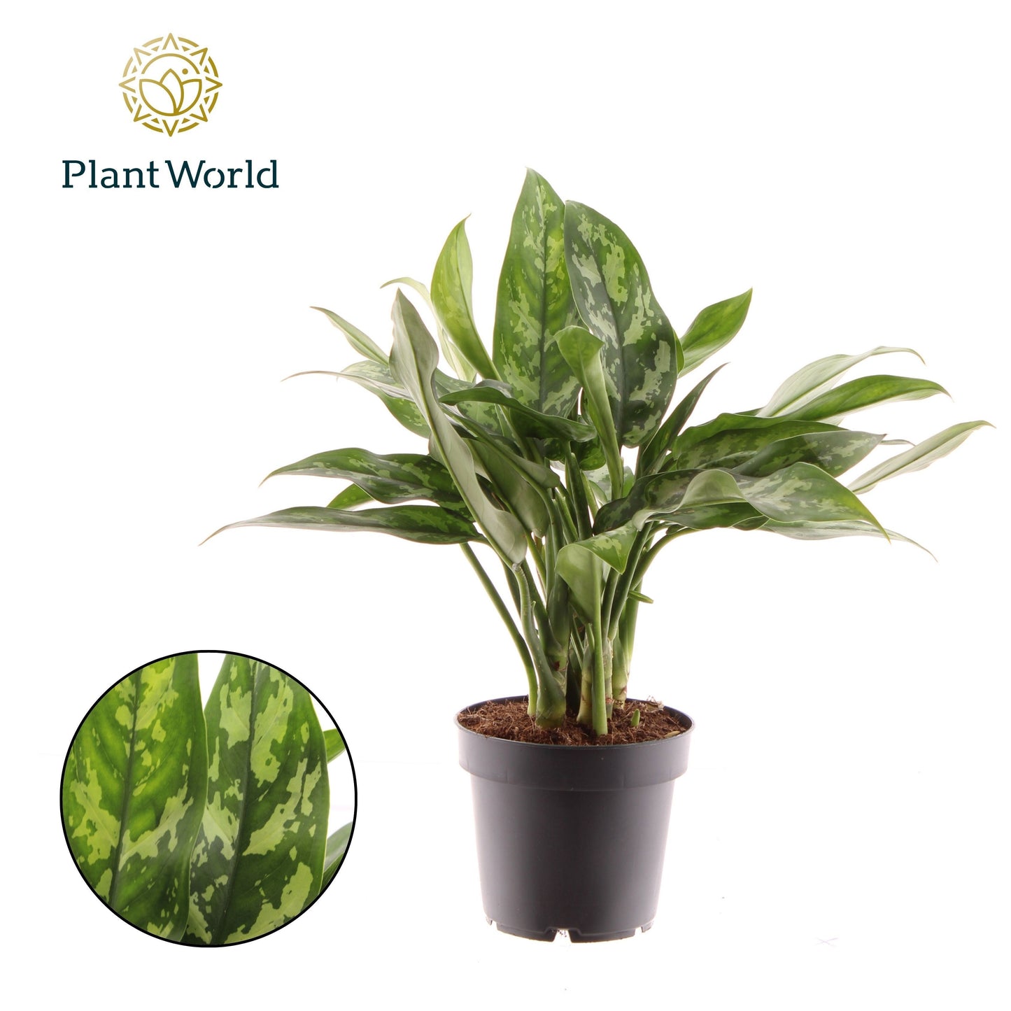 Aglaonema Maria 30cm 12cm Pot