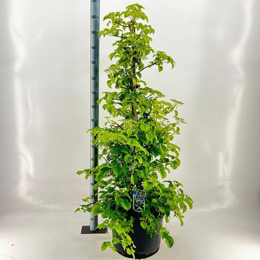 Hydrangea petiolaris 175cm 40cm Pot