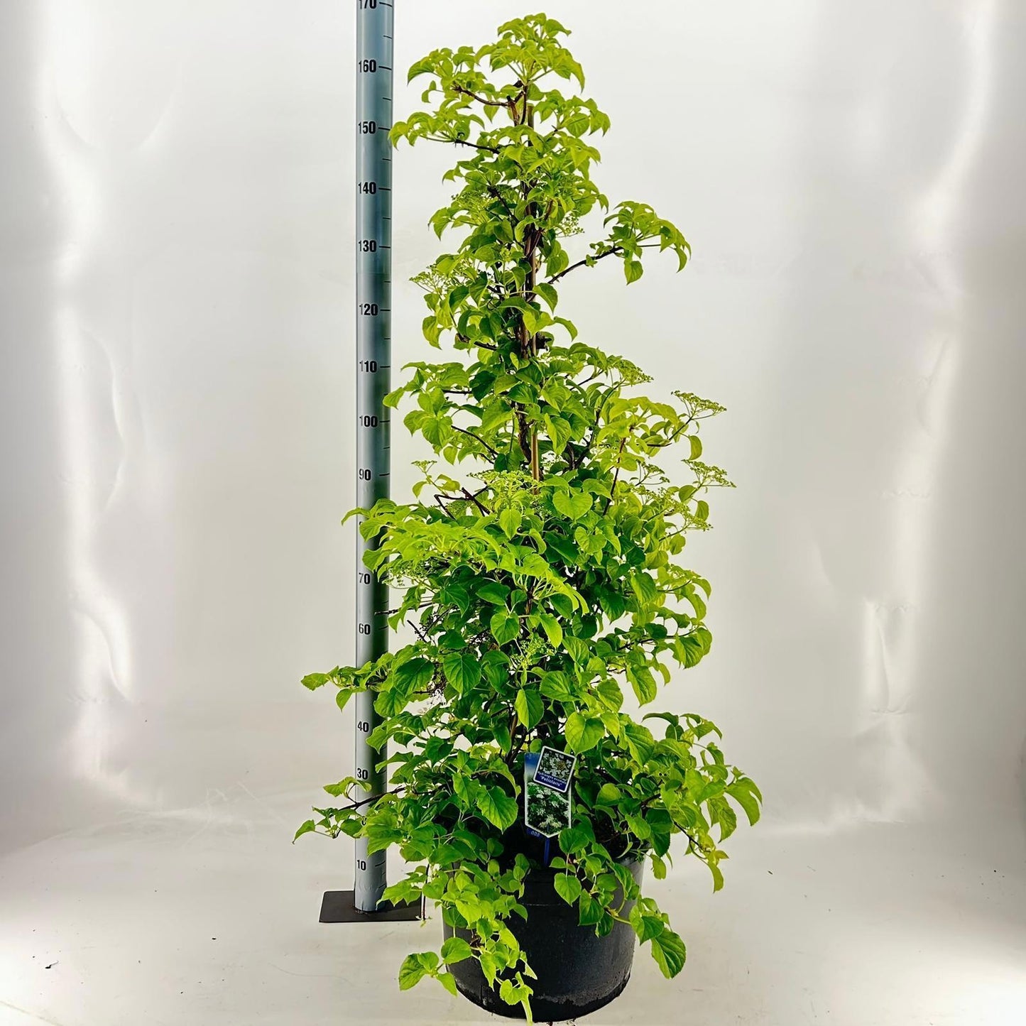 Hydrangea petiolaris 175cm 40cm Pot