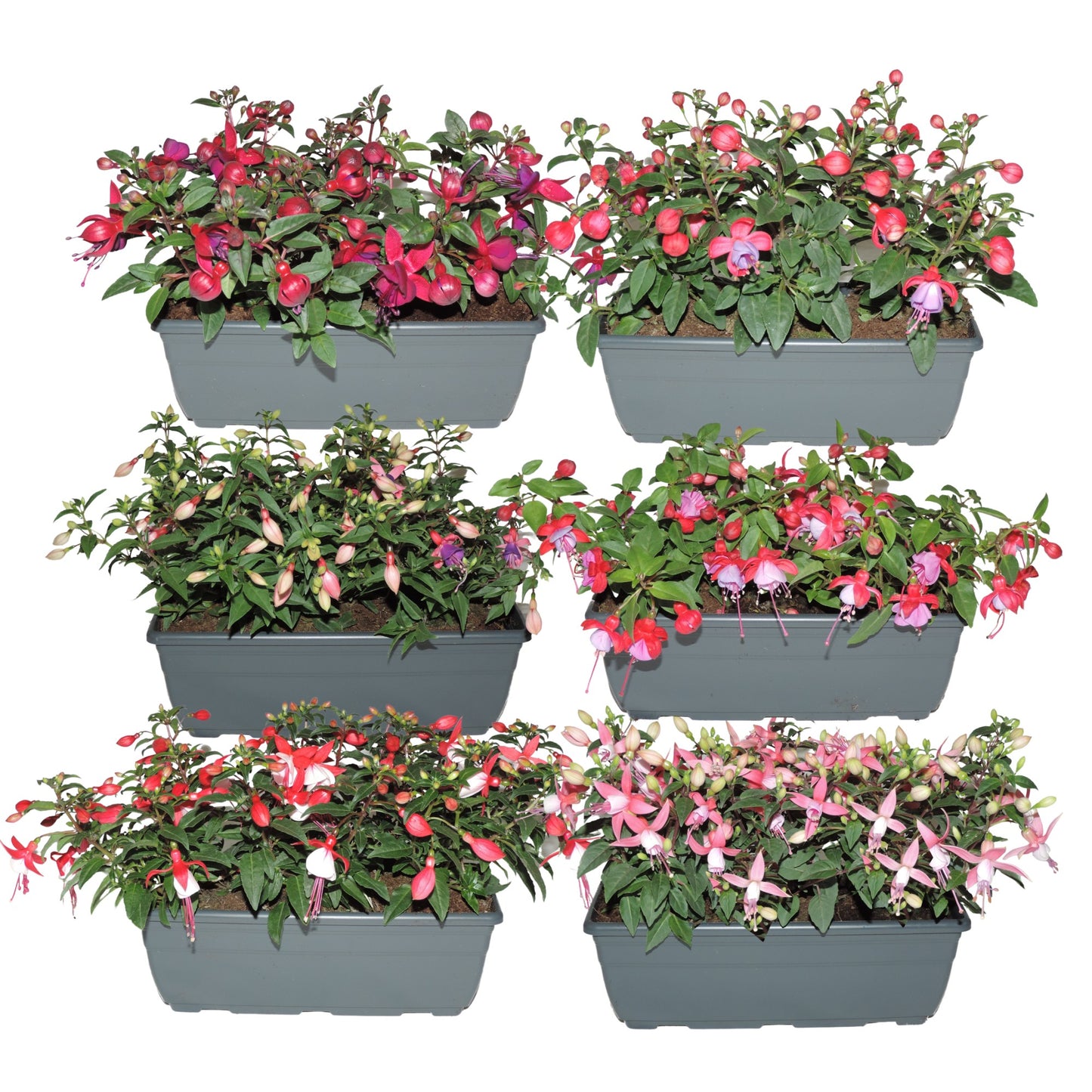 Fuchsia Bella mix 25cm 27cm Pot