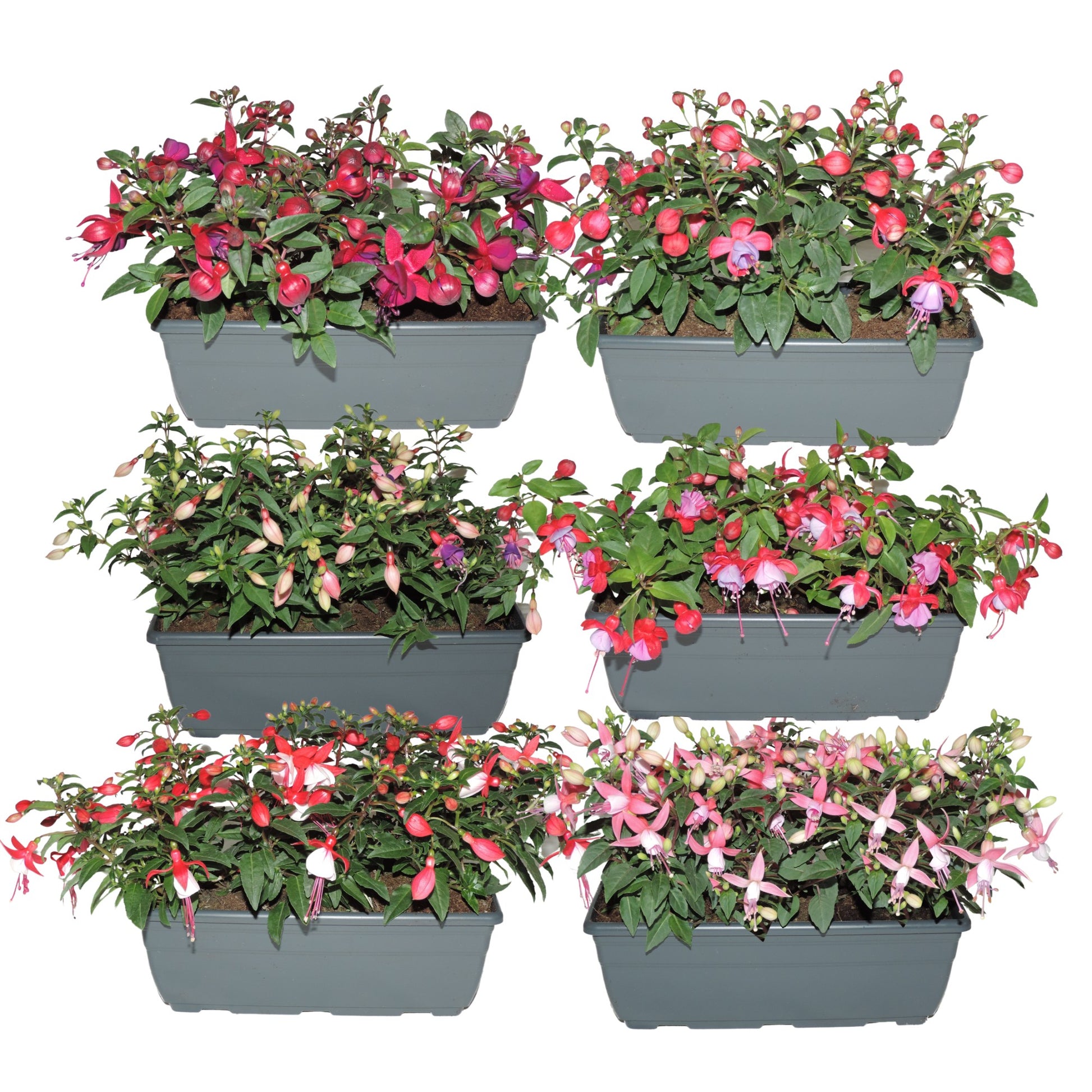 Fuchsia Bella mix 25cm 27cm Pot