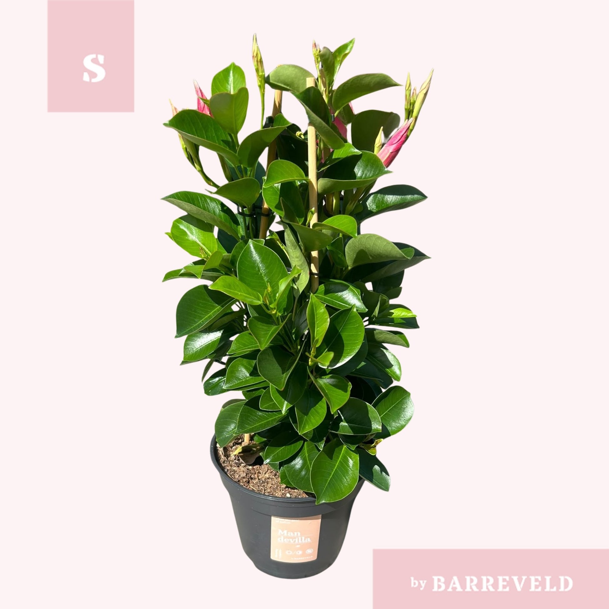 Mandevilla Pink 40cm 14cm Pot