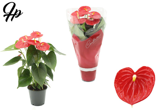 Anthurium Esudo 45cm 12cm Pot