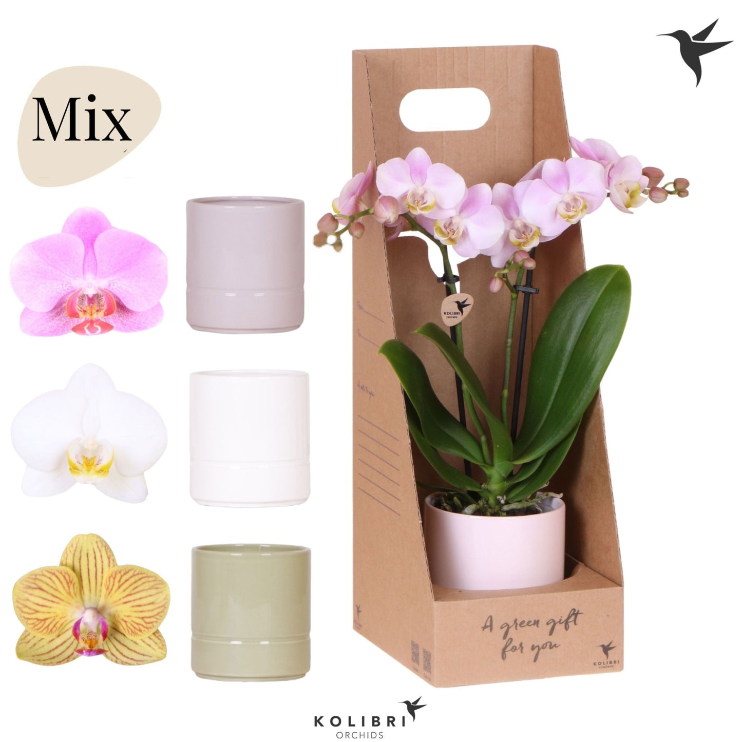 Phalaenopsis mix 40cm 9cm Pot