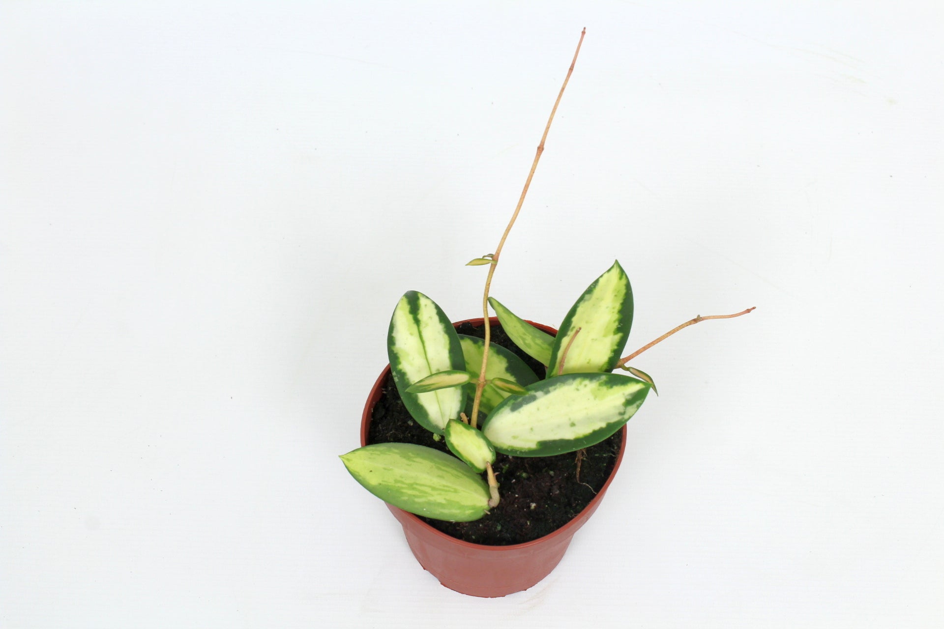 Hoya australis 15cm 12cm Pot