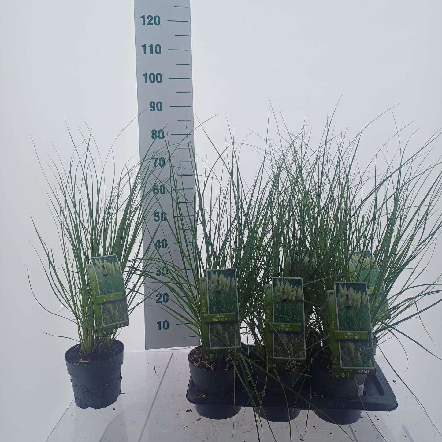 Cortaderia sel. Tiny Pampa 70cm 17cm Pot