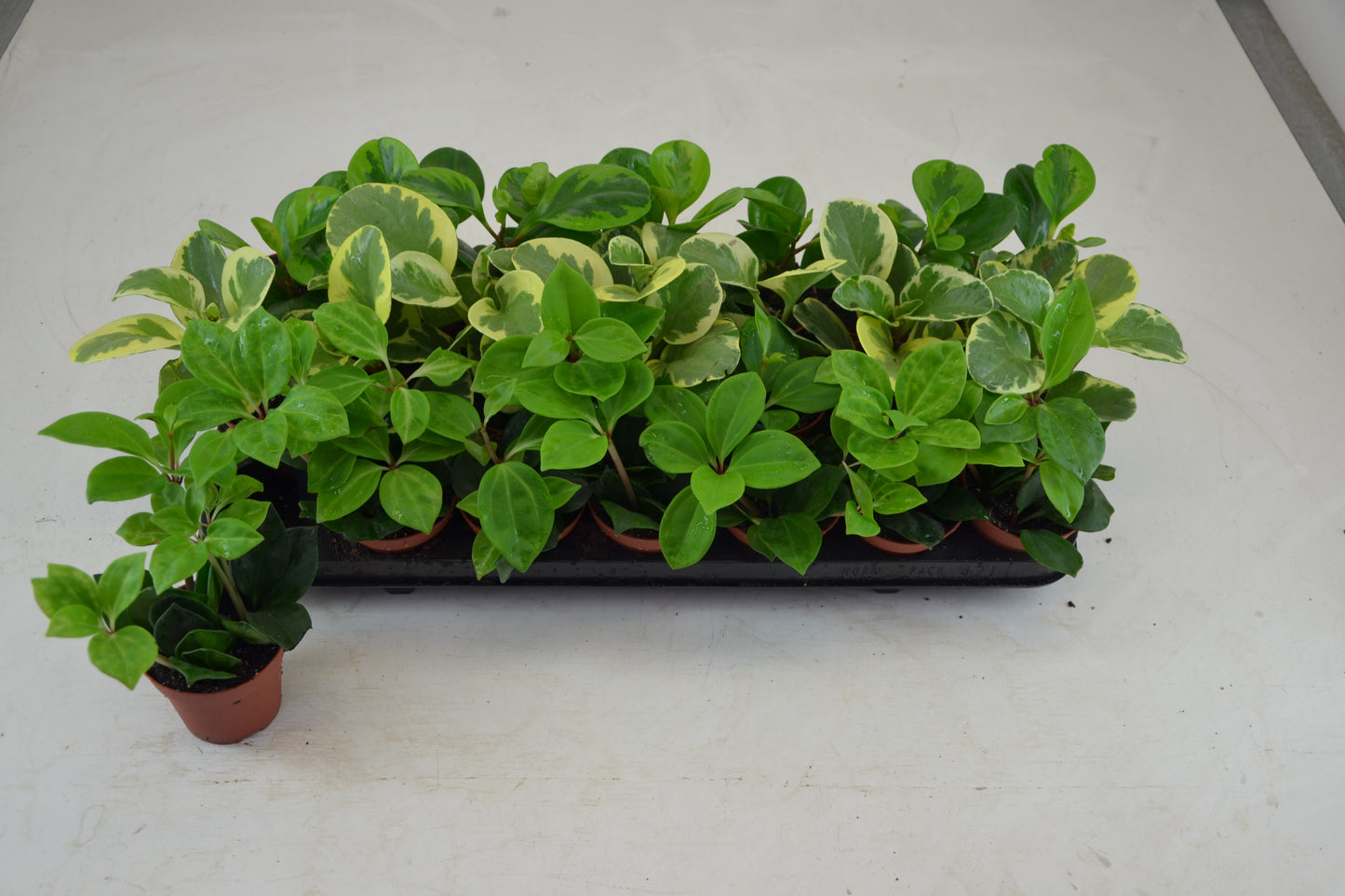 Peperomia mix 12cm 8.5cm Pot