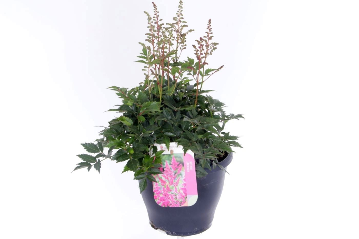 Astilbe Hybrid 50cm 23cm Pot
