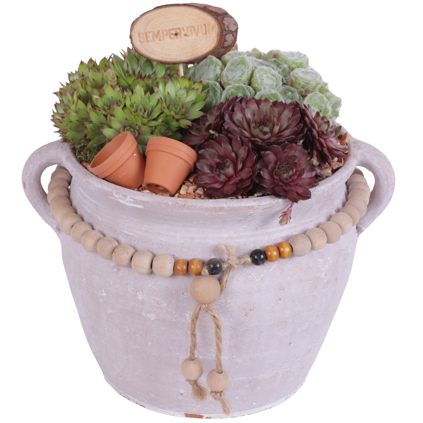 arr. Sempervivum 25cm 28cm Pot