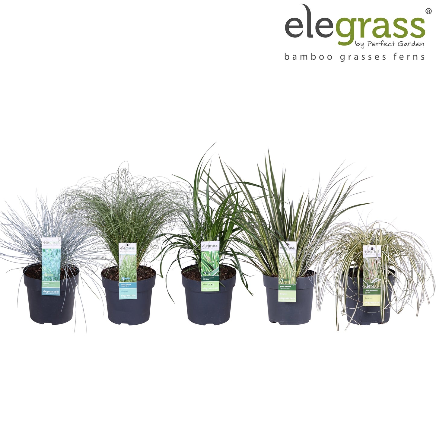 Miscanthus sinensis 35cm 14cm Pot