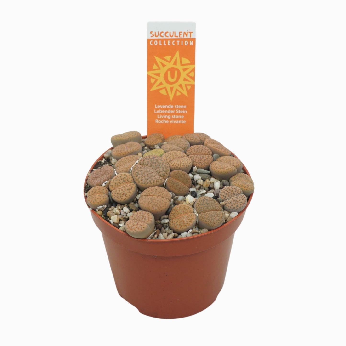 Lithops species mix 12cm 8.5cm Pot