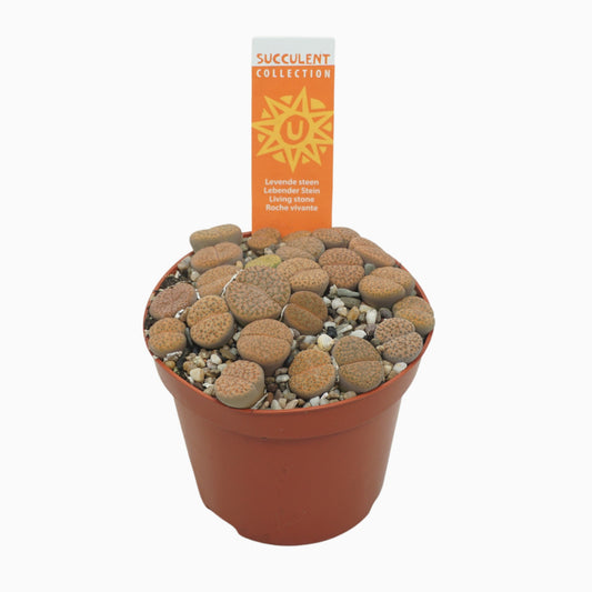 Lithops species mix 12cm 8.5cm Pot