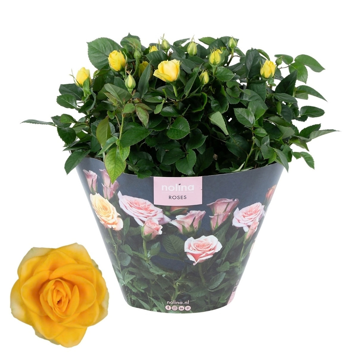 Rosa yellow 38cm 23cm Pot