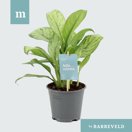 Aglaonema Maria Christina 40cm 14cm Pot