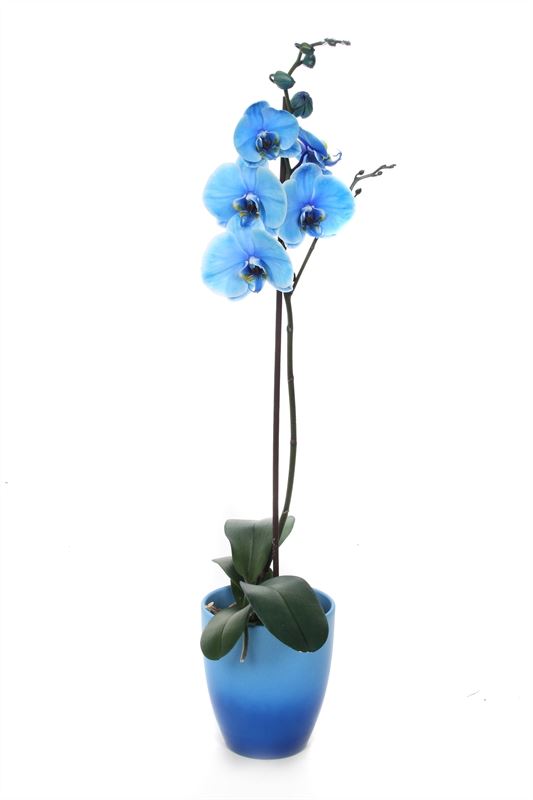 Phalaenopsis Hybrid 55cm 12cm Pot