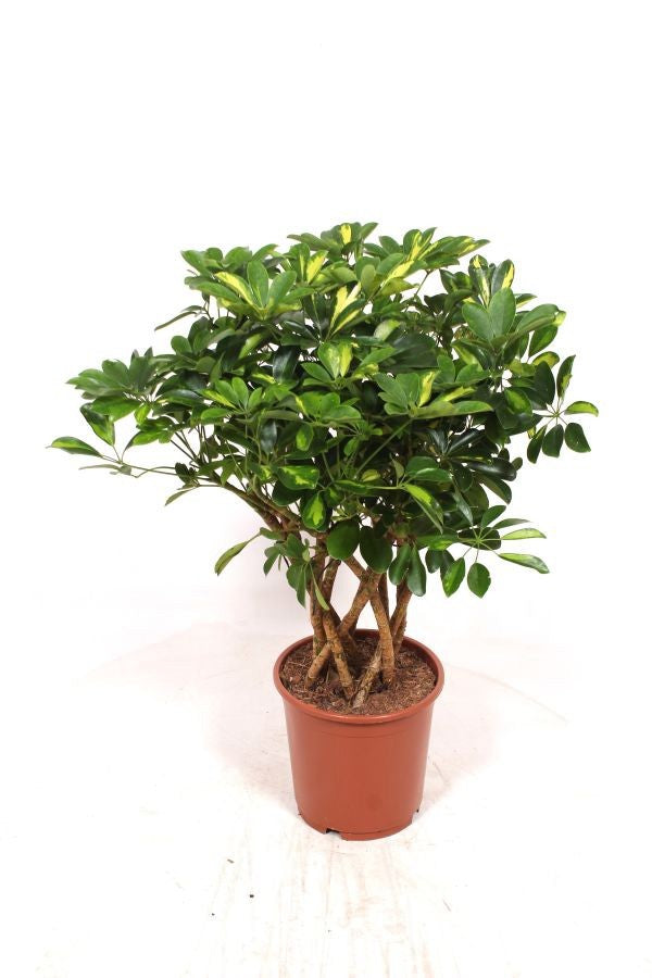 Schefflera Gold Capella 80cm 24cm Pot