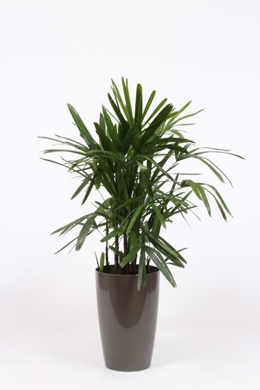 Rhapis excelsa 120cm 29cm Pot