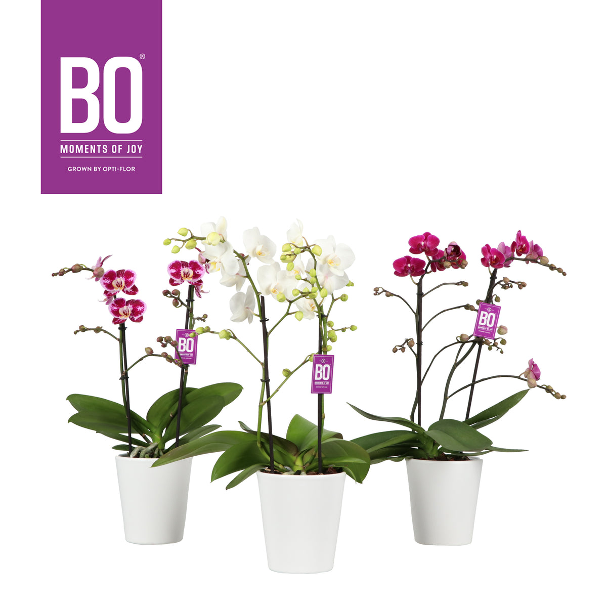 Phalaenopsis mix 45cm 12cm Pot