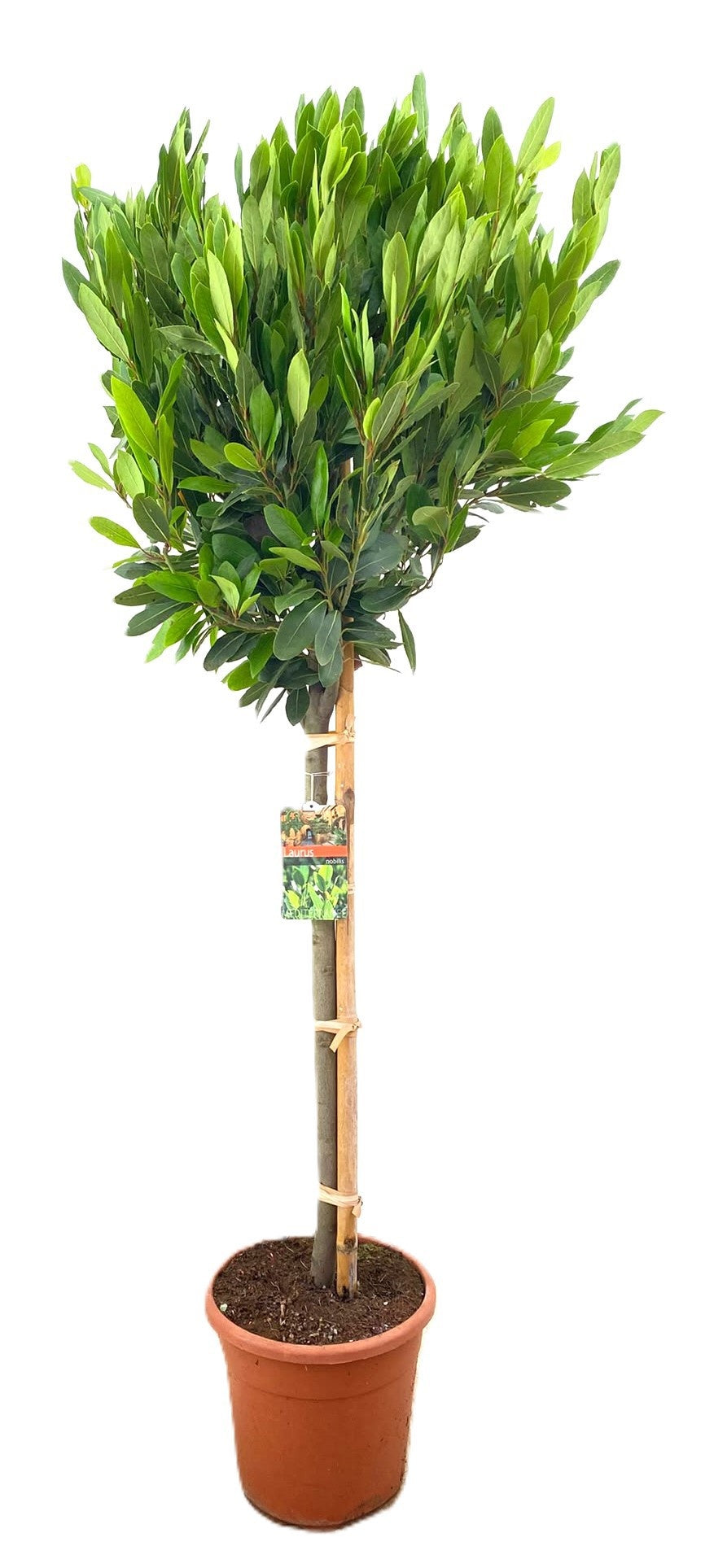 Laurus nobilis 180cm 32cm Pot