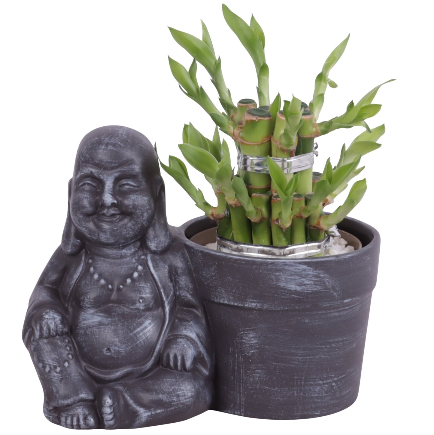 Drac. Lucky Bamboo 20cm 19cm Pot