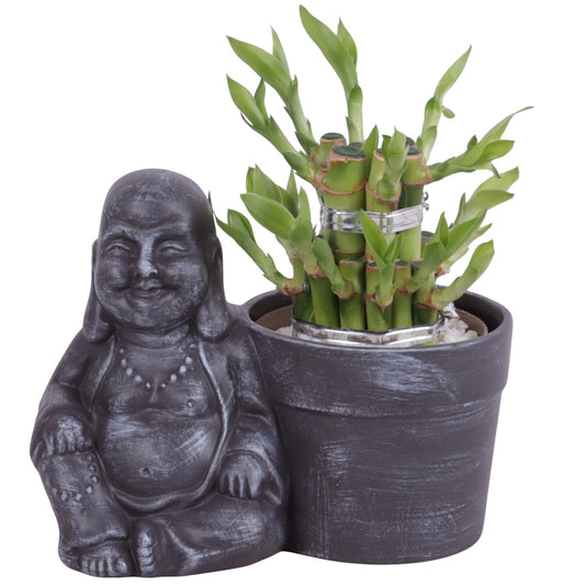 Drac. Lucky Bamboo 20cm 19cm Pot
