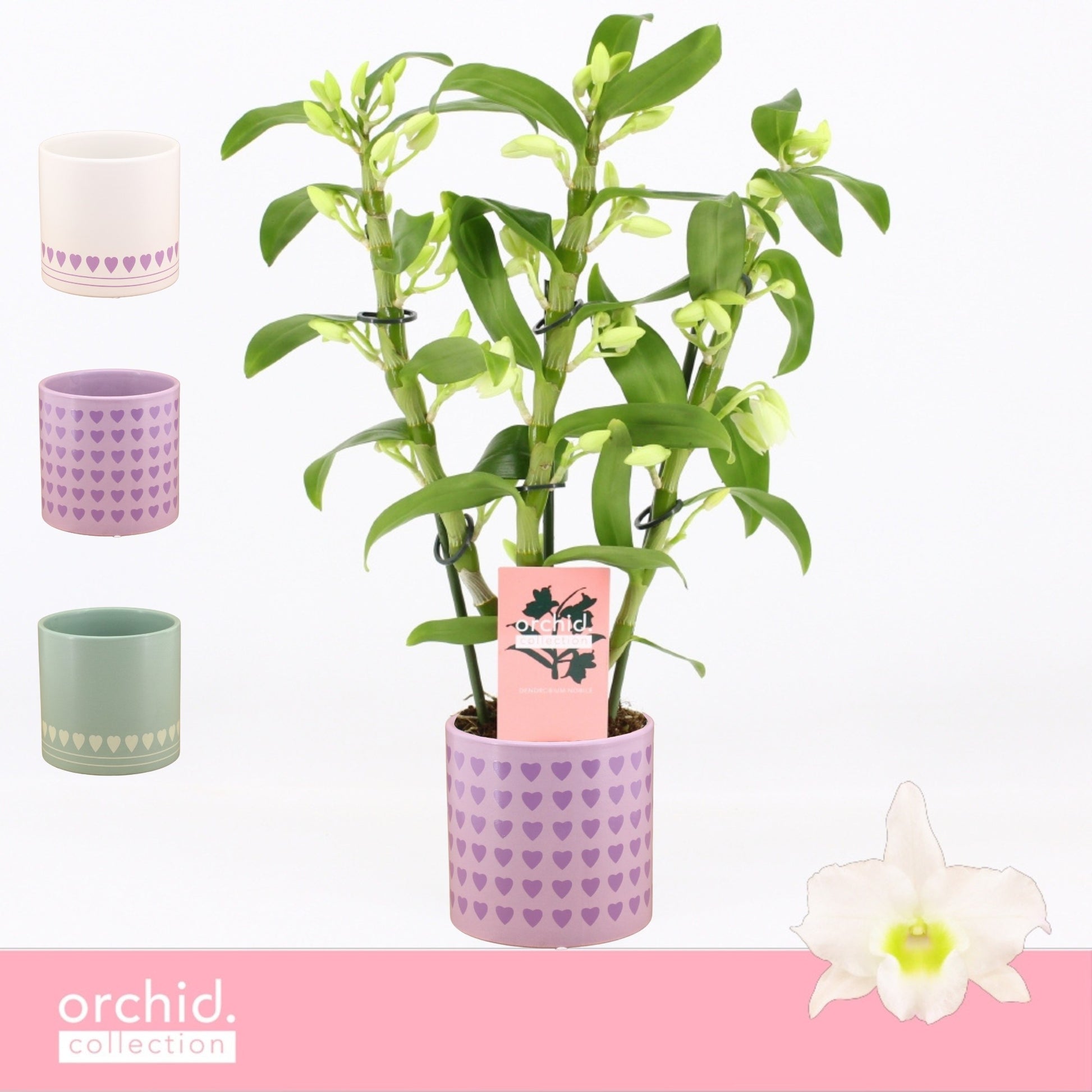 Dendrobium Apollon 40cm 12cm Pot