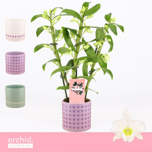 Dendrobium Apollon 40cm 12cm Pot
