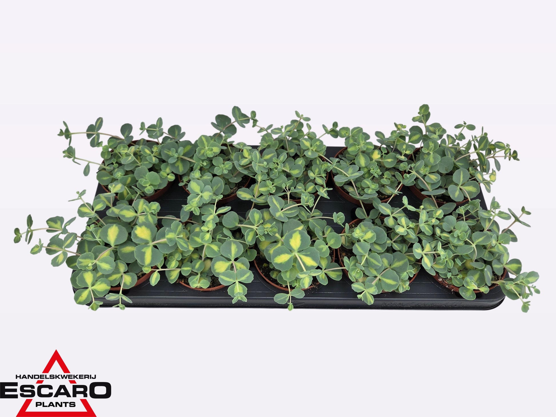 Sedum sieboldii Mediovariegatum 15cm 510cm Pot