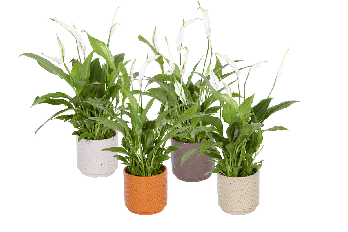 Spathiphyllum Pearl Cupido 35cm 9cm Pot