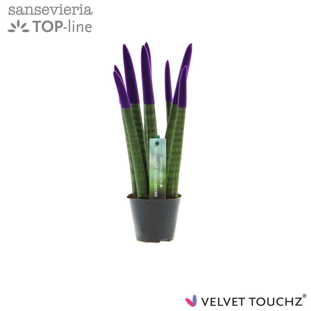 Sansevieria cylindrica 30cm 8.5cm Pot