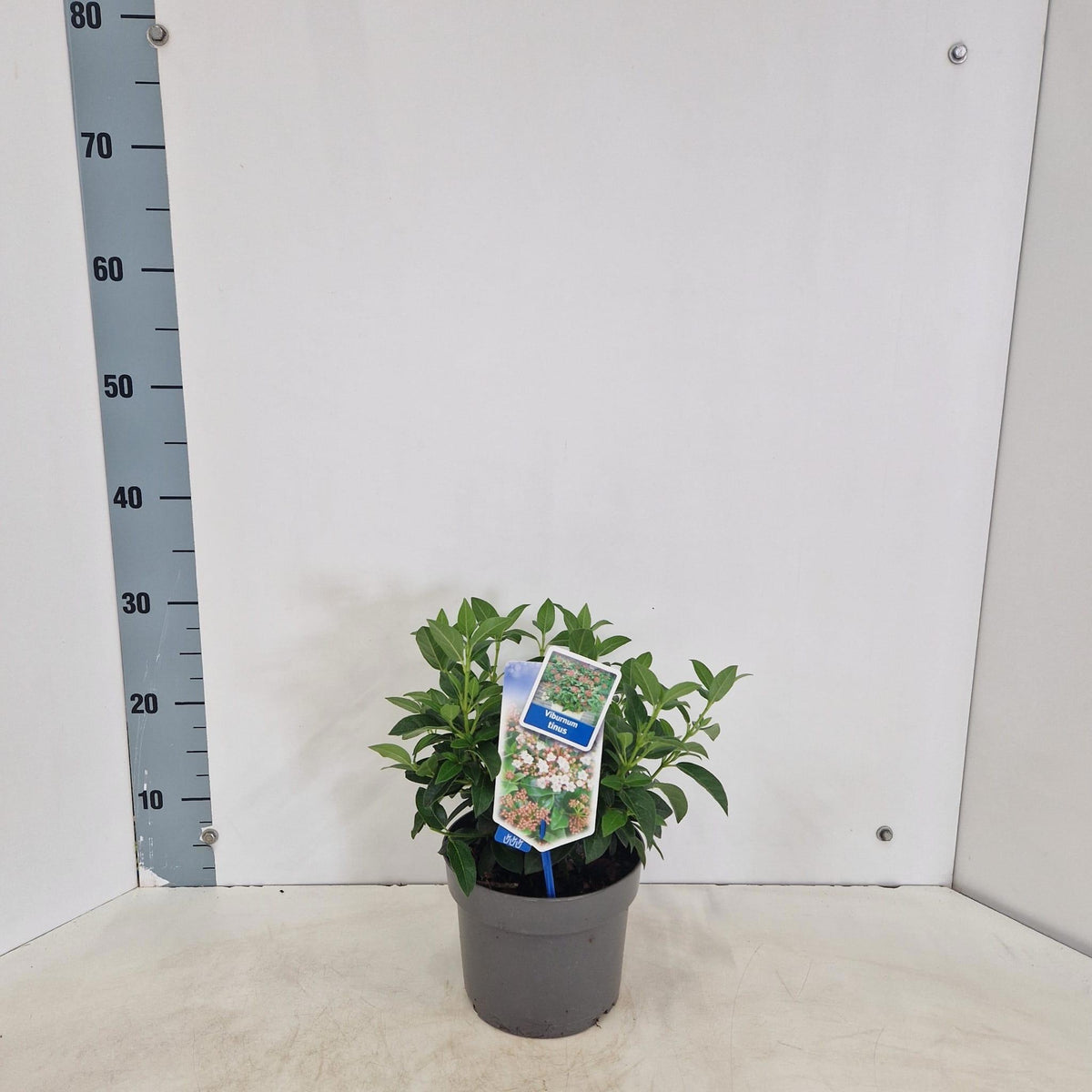 Viburnum tinus 35cm 17cm Pot