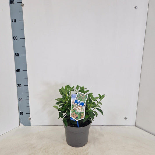 Viburnum tinus 35cm 17cm Pot