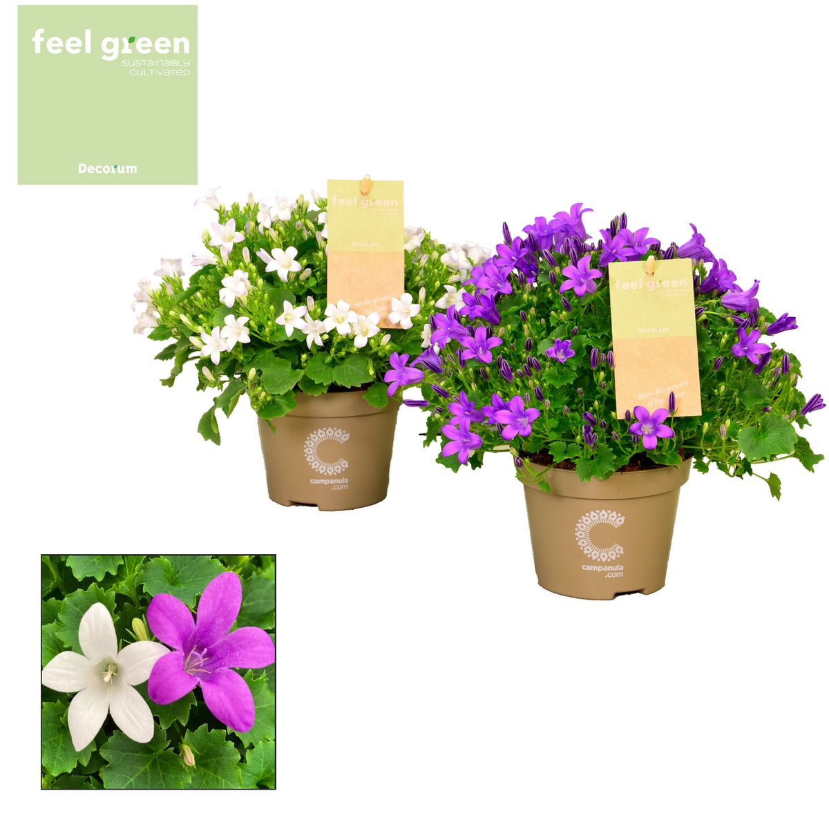 Campanula Hybrid 17cm 11cm Pot
